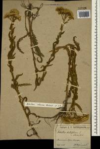 Achillea setacea Waldst. & Kit., Crimea (KRYM) (Russia)
