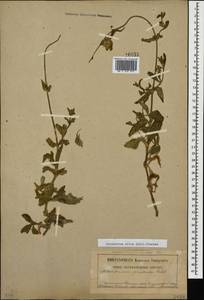 Silene latifolia subsp. latifolia, Caucasus, Dagestan (K2) (Russia)
