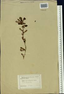 Ribes diacanthum Pall., Siberia (no precise locality) (S0) (Russia)