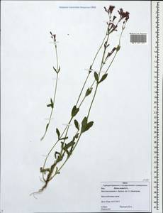 Atocion armeria (L.) Fourr., Eastern Europe, Western region (E3) (Russia)