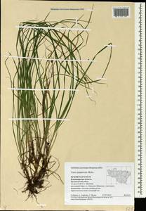 Carex magellanica subsp. irrigua (Wahlenb.) Hiitonen, Eastern Europe, Central region (E4) (Russia)