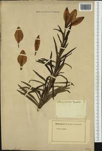 Lilium bulbiferum L., Western Europe (EUR) (Not classified)