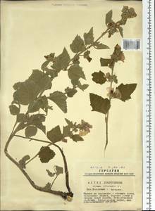 Althaea officinalis L., Siberia, Western Siberia (S1) (Russia)