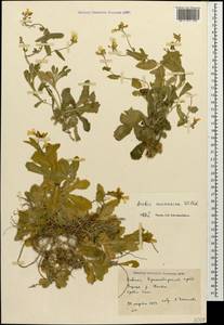 Arabis caucasica Willd., Caucasus, Black Sea Shore (from Novorossiysk to Adler) (K3) (Russia)
