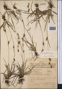 Carex diluta M.Bieb., Middle Asia, Northern & Central Kazakhstan (M10) (Kazakhstan)