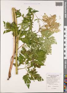 Selinum physospermifolium (Albov) Hand, Caucasus, Stavropol Krai, Karachay-Cherkessia & Kabardino-Balkaria (K1b) (Russia)