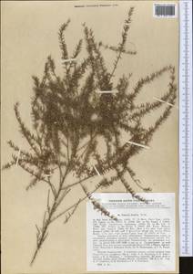 Tamarix hispida Willd., Middle Asia, Pamir & Pamiro-Alai (M2) (Tajikistan)