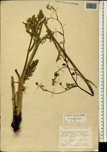 Chaerophyllum macrospermum (Willd. ex Spreng.) Fisch. & C. A. Mey., South Asia, South Asia (Asia outside ex-Soviet states and Mongolia) (ASIA) (Turkey)