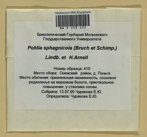 Pohlia sphagnicola (Bruch & Schimp.) Broth., Bryophytes, Bryophytes - European North East (B7) (Russia)