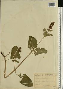 Salvia verticillata L., Eastern Europe, Moscow region (E4a) (Russia)