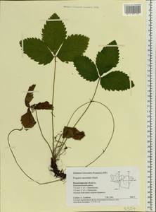 Fragaria moschata Duchesne, Eastern Europe, Central region (E4) (Russia)