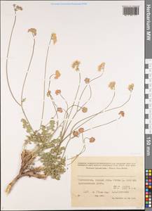 Apiaceae, Middle Asia, Pamir & Pamiro-Alai (M2) (Tajikistan)