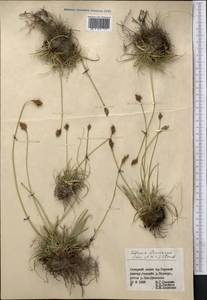 Carex kokanica (Regel) S.R.Zhang, Middle Asia, Northern & Central Tian Shan (M4) (Kyrgyzstan)