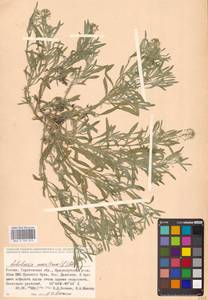 Lobularia maritima (L.) Desv., Eastern Europe, Lower Volga region (E9) (Russia)