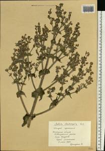 Salvia aethiopis L., Eastern Europe, South Ukrainian region (E12) (Ukraine)