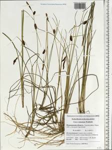 Carex rotundata Wahlenb., Eastern Europe, Northern region (E1) (Russia)