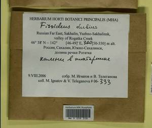 Fissidens dubius P. Beauv., Bryophytes, Bryophytes - Russian Far East (excl. Chukotka & Kamchatka) (B20) (Russia)