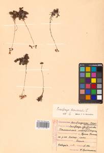 Saxifraga bronchialis L., Siberia, Russian Far East (S6) (Russia)