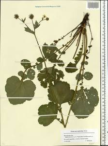 Geum macrophyllum Willd., Eastern Europe, Moscow region (E4a) (Russia)