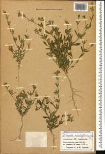 Linum nodiflorum L., Caucasus, Armenia (K5) (Armenia)
