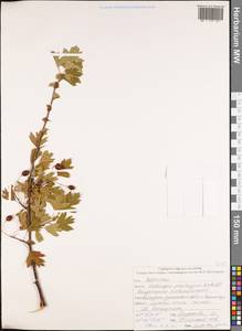 Crataegus pentagyna Waldst. & Kit. ex Willd., Caucasus, North Ossetia, Ingushetia & Chechnya (K1c) (Russia)