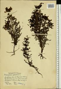 Pedicularis palustris, Eastern Europe, Moscow region (E4a) (Russia)