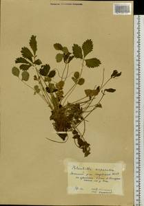 Potentilla asperrima Turcz., Siberia, Yakutia (S5) (Russia)