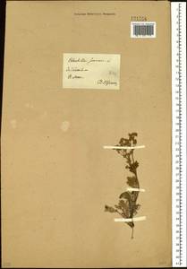 Potentilla sericea L., Siberia, Baikal & Transbaikal region (S4) (Russia)