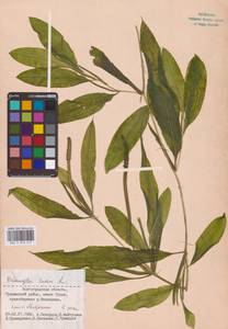 Potamogeton lucens L., Eastern Europe, Lower Volga region (E9) (Russia)
