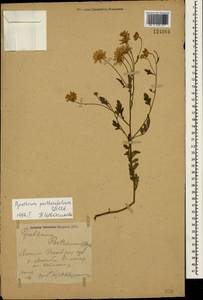 Tanacetum partheniifolium (Willd.) Sch. Bip., Crimea (KRYM) (Russia)