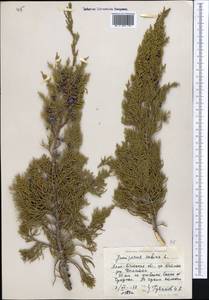 Juniperus sabina L., Middle Asia, Northern & Central Tian Shan (M4) (Kazakhstan)