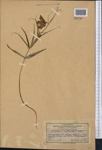 Fritillaria verticillata Willd., Middle Asia, Pamir & Pamiro-Alai (M2) (Kyrgyzstan)
