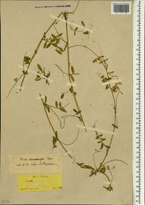 Vicia villosa subsp. varia (Host)Corb., South Asia, South Asia (Asia outside ex-Soviet states and Mongolia) (ASIA) (Turkey)