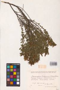Chamaecytisus lindemannii (Krecz.) Klásk., Eastern Europe, North Ukrainian region (E11) (Ukraine)