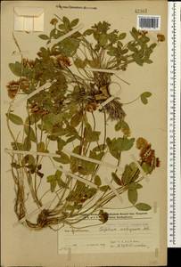 Trifolium ambiguum M.Bieb., Caucasus, Azerbaijan (K6) (Azerbaijan)