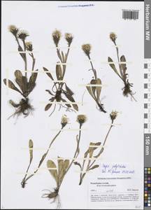 Crepis chrysantha subsp. chrysantha, Siberia, Altai & Sayany Mountains (S2) (Russia)