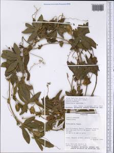 Passiflora caerulea L., America (AMER) (Paraguay)