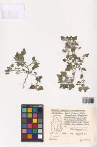 Chenopodium karoi (Murr) Aellen, Eastern Europe, Volga-Kama region (E7) (Russia)