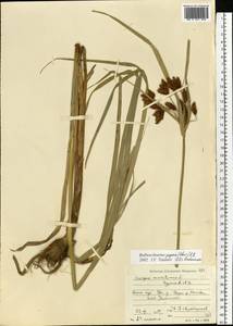 Bolboschoenus yagara (Ohwi) Y.C.Yang & M.Zhan, Eastern Europe, Moscow region (E4a) (Russia)