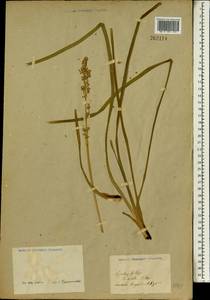 Lomandra longifolia Labill., Africa (AFR) (Not classified)