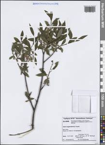 Salix boganidensis Trautv., Siberia, Central Siberia (S3) (Russia)