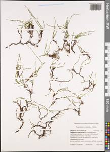 Equisetum scirpoides Michx., Siberia, Baikal & Transbaikal region (S4) (Russia)