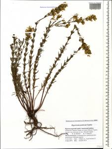 Hypericum lydium Boiss., Caucasus, Krasnodar Krai & Adygea (K1a) (Russia)
