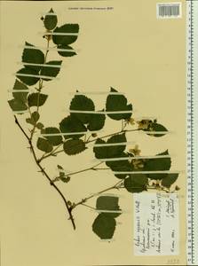 Rubus nessensis Hall, Eastern Europe, Central forest-and-steppe region (E6) (Russia)