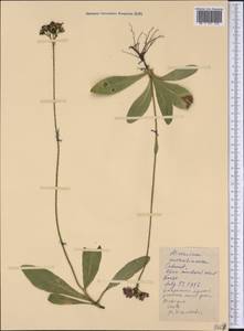 Pilosella aurantiaca subsp. aurantiaca, America (AMER) (United States)