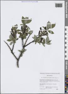 Salix hastata L., Siberia, Yakutia (S5) (Russia)