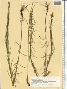 Galatella linosyris (L.) Rchb. fil., Eastern Europe, Central forest-and-steppe region (E6) (Russia)