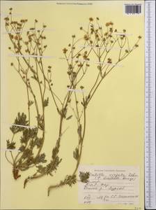 Potentilla virgata Lehm., Middle Asia, Pamir & Pamiro-Alai (M2) (Tajikistan)