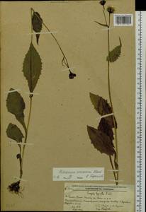 Crepis coreana (Nakai) Sennikov, Siberia, Russian Far East (S6) (Russia)