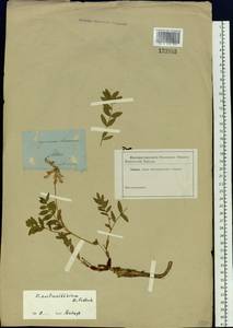 Hedysarum austrosibiricum B.Fedtsch., Siberia, Altai & Sayany Mountains (S2) (Russia)